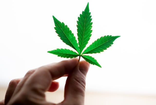 CBD Contre l’Inflammation : Un Anti-Inflammatoire Naturel